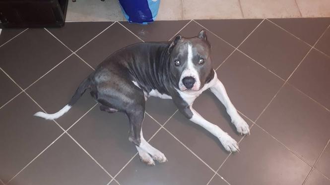 Pitbull štenci