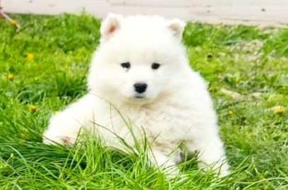 Samojed-štenci-