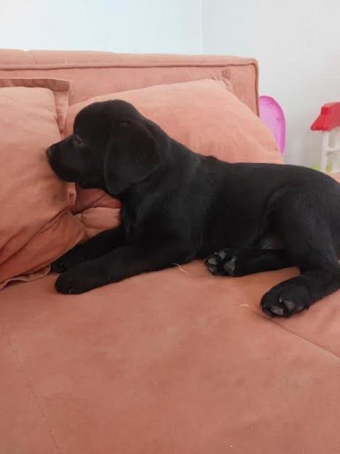 Stenci-LABRADORA
