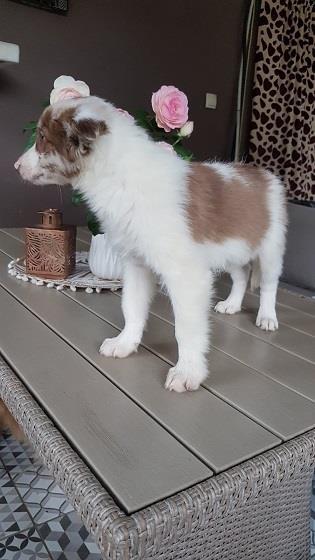 Border-koli-collie-štenci