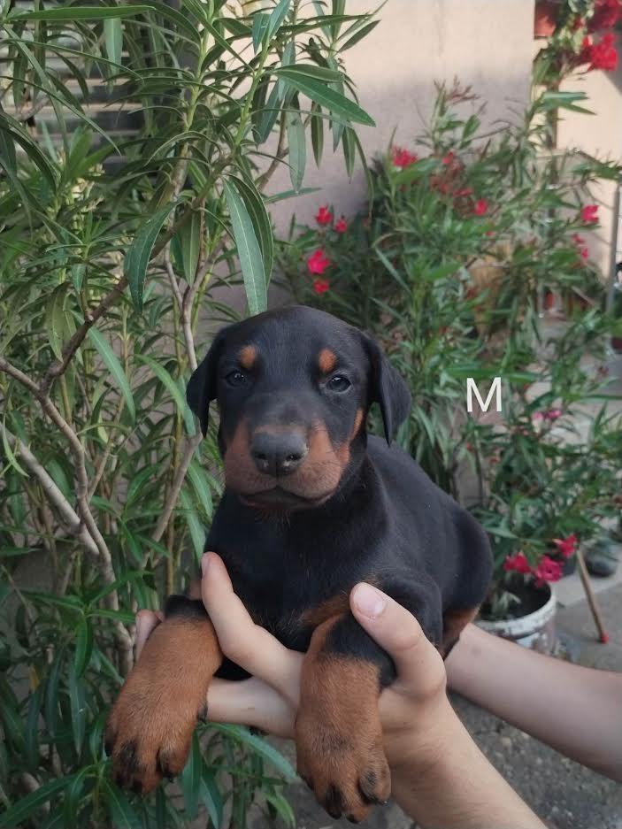 Doberman-štenci