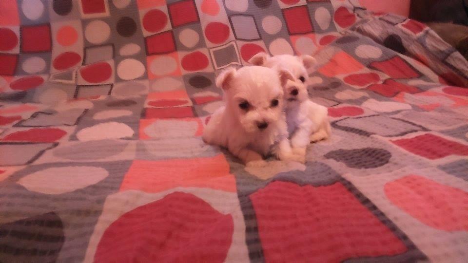 Stenad-maltezera-