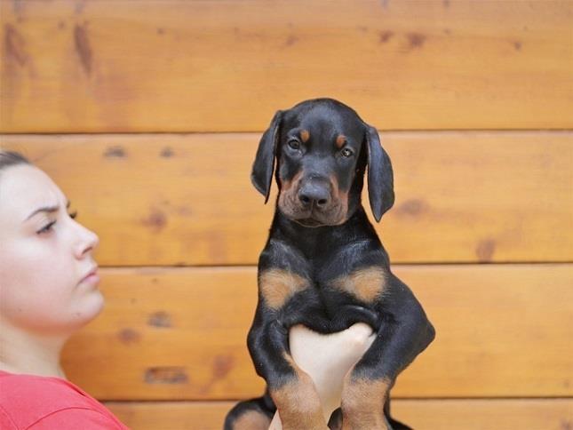 Stenci-Dobermana