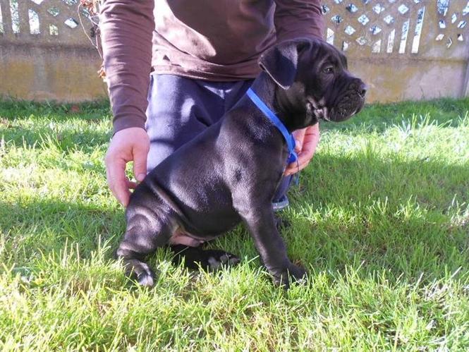 Cane Corso