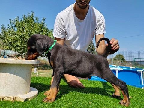 Doberman-štenci