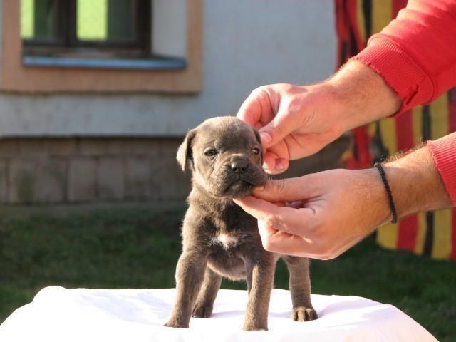 Cane-corso--sivi-stenci