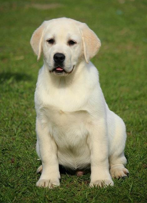 Labradori-štenci