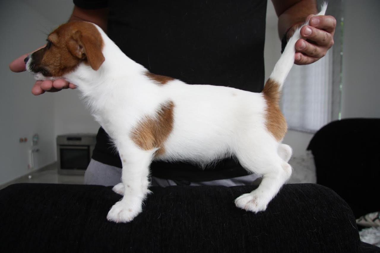 Jack-Russell-Terier