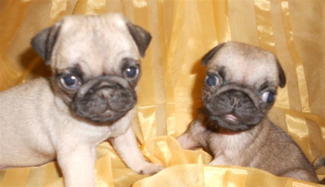 Stenad-mops