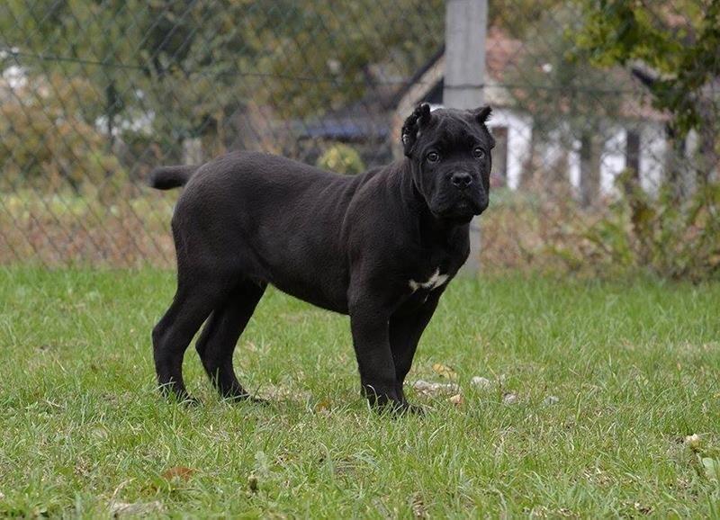 Cane-Corso-štenad