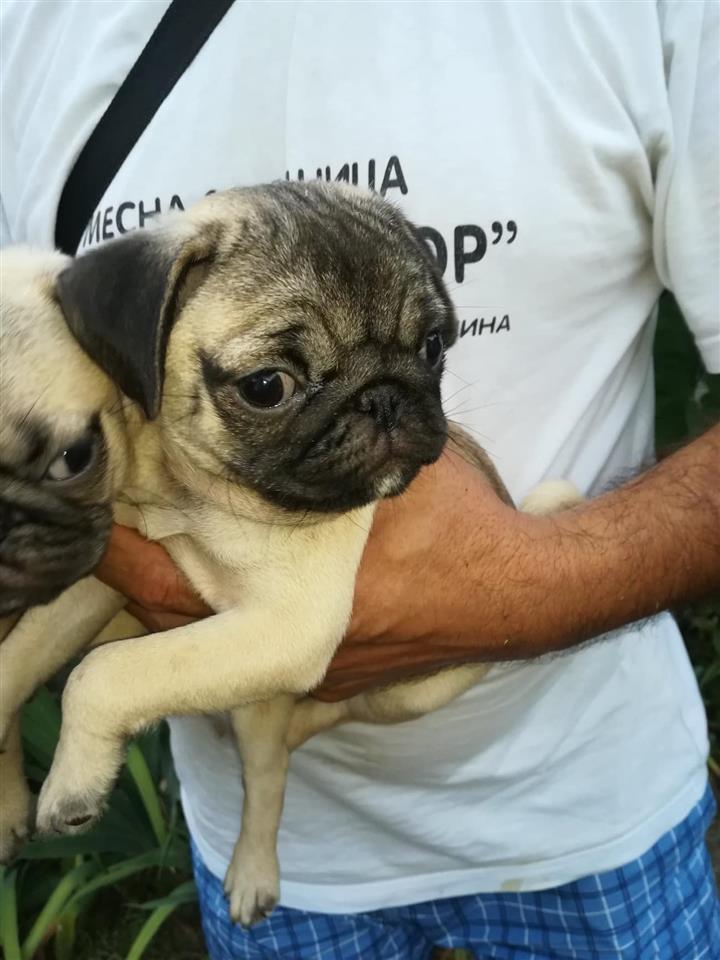 Mops