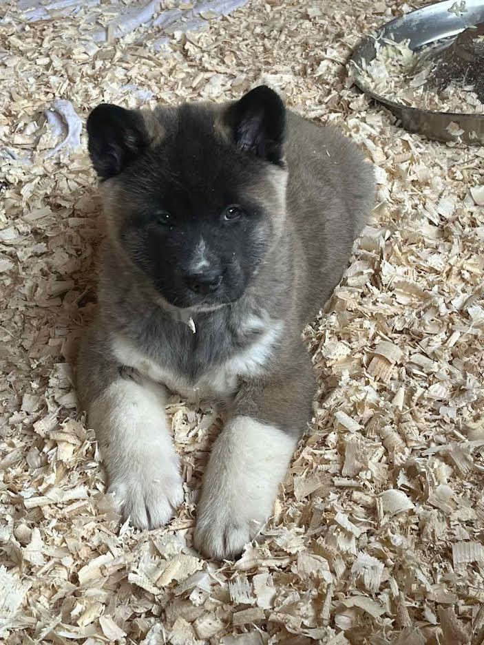 Američka-akita