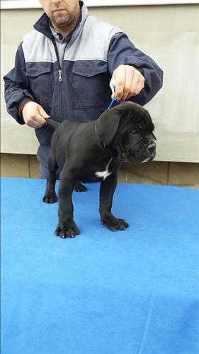 Cane Corso stenci 