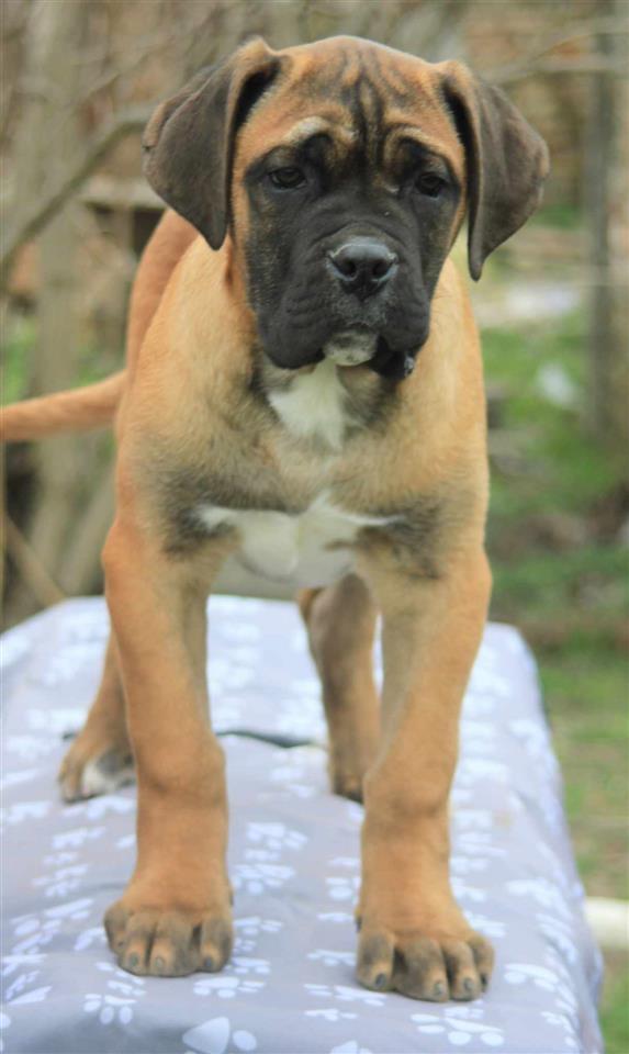 Cane-Corso-štenci-