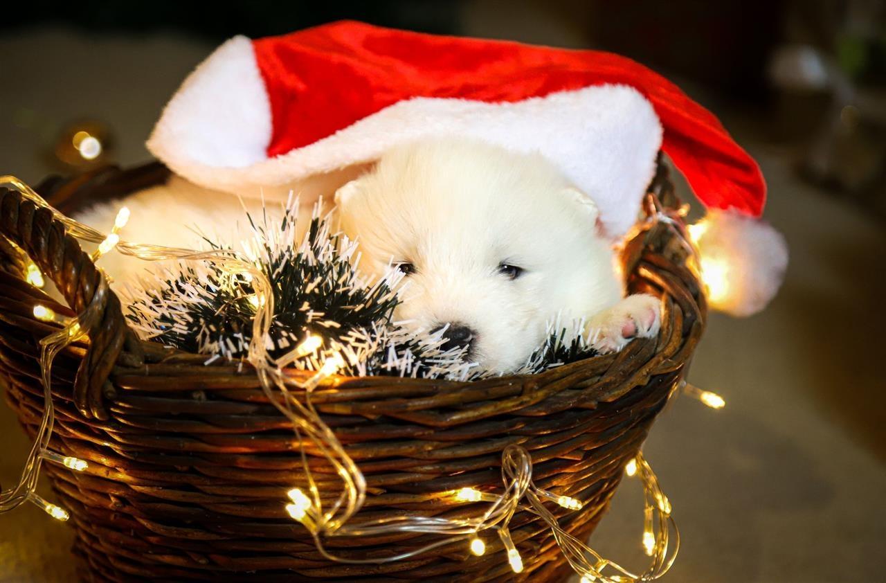 Samojed-štenci