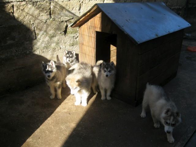 Sibirski-haski-stenad