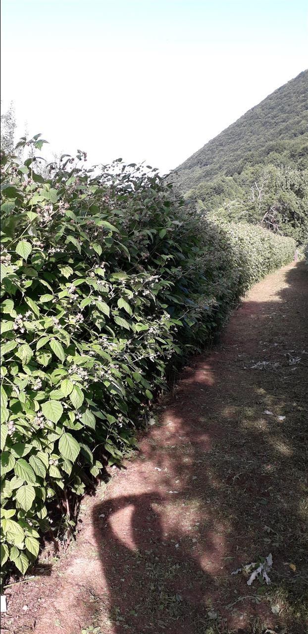 Berba-malina-