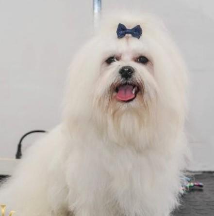 Mini maltezer