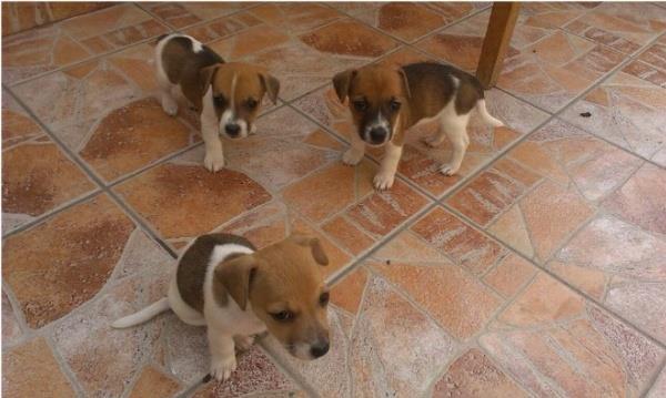 Jack-Russell-Terrier-stenci-