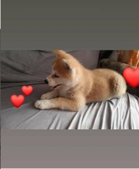 Japanska-AKITA-INU-