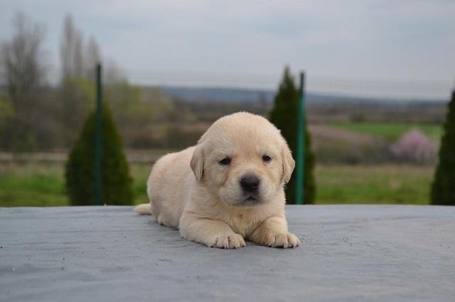 Labrador-retriver-