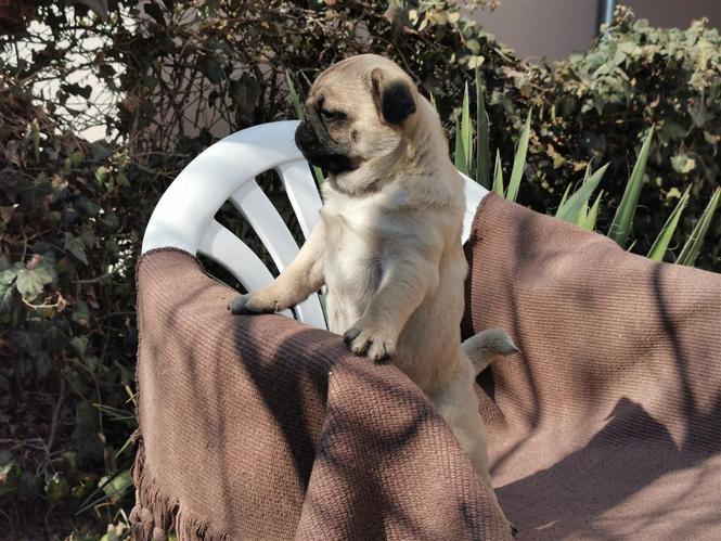 Mops stenci