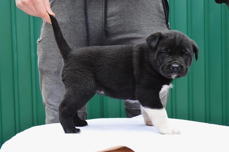 Cane-corso-štenci