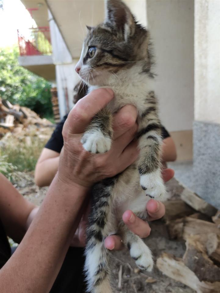 poklanjamo-mače