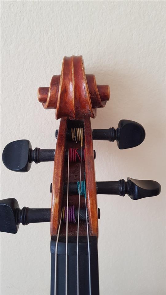 Viola
