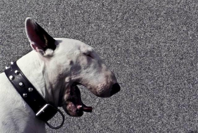 Bull-terrier