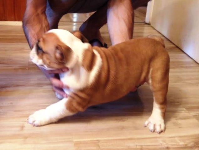 Engleski Buldog zenkice