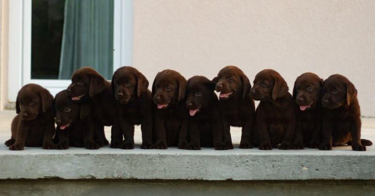 Labrador-Retriver-štenci