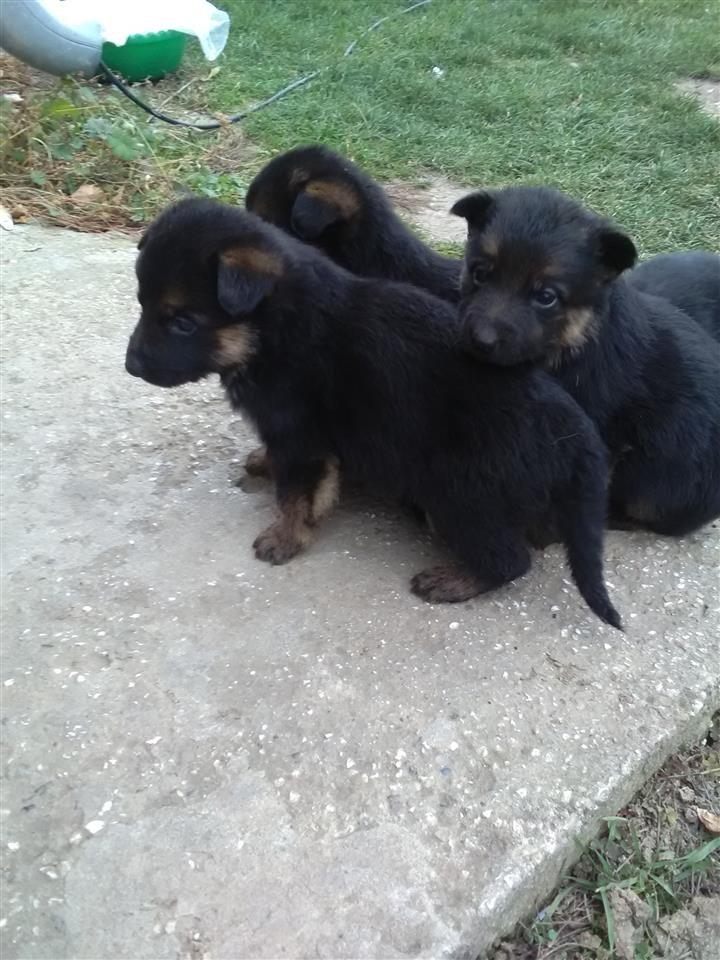 Prodaja