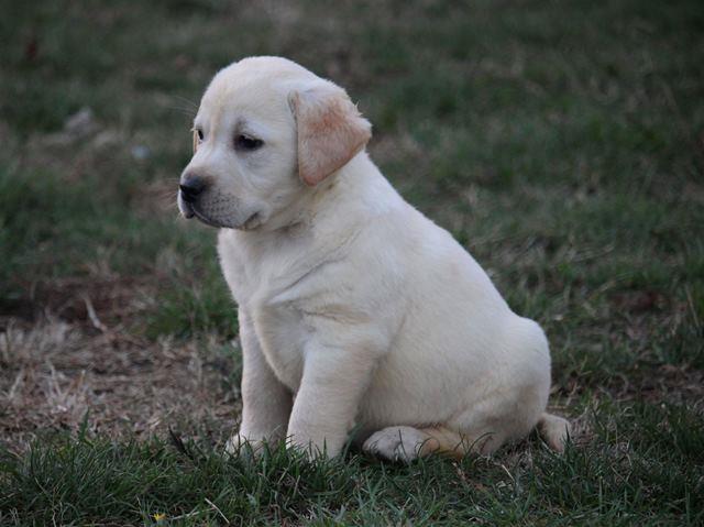 Labrador-retriver--štenci