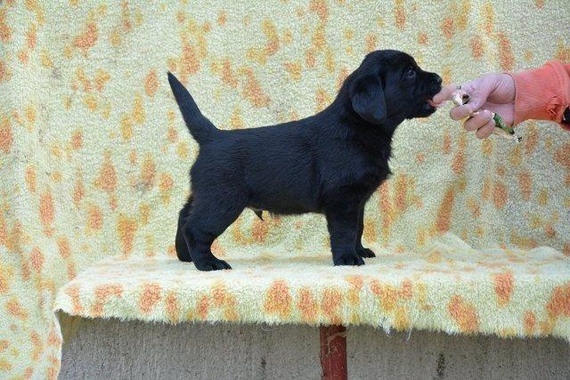 Labrador-retriver-štenci-