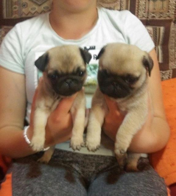 Mops-preslatki-štenci