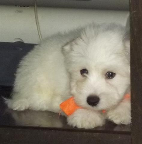 Coton-de-Tulear