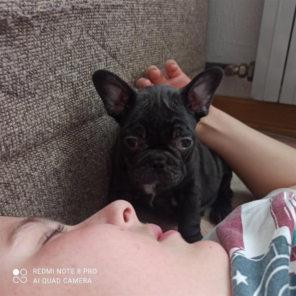 Francuski-buldog