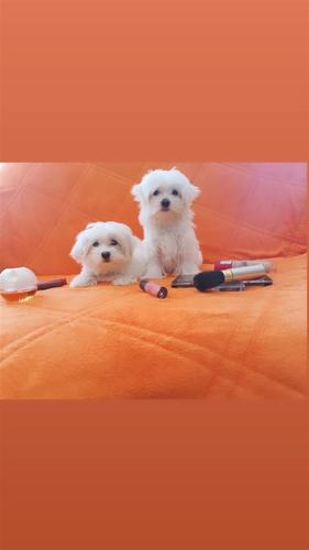 Maltezer