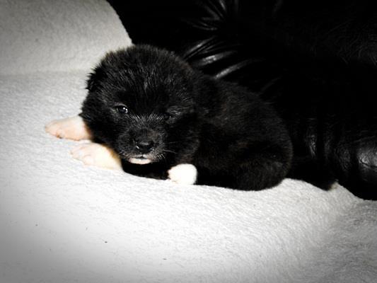Akita-inu