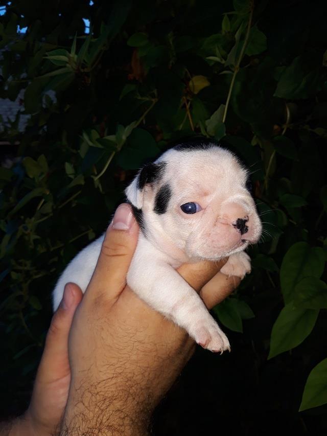 Francuski-Buldog