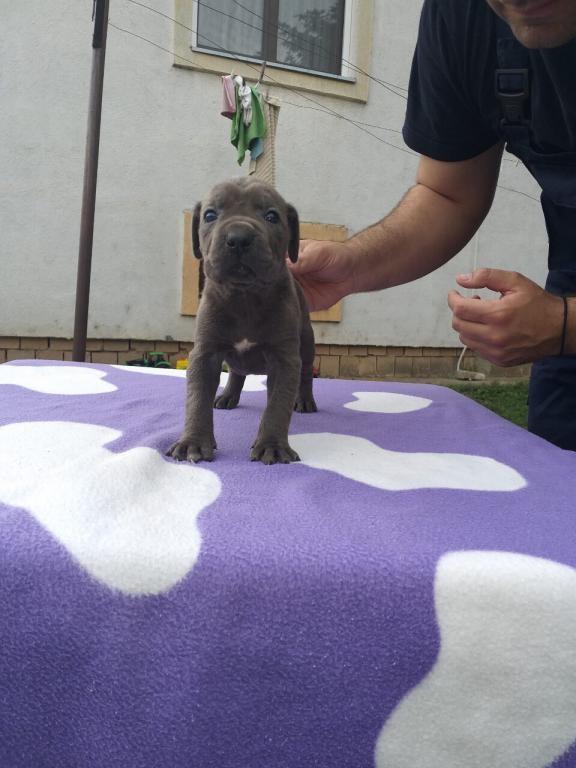 Cane-corso-stenci