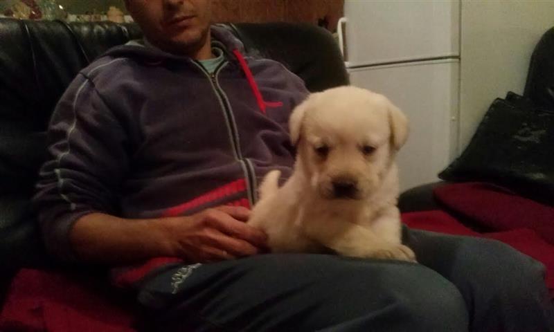 Labrador-stenci