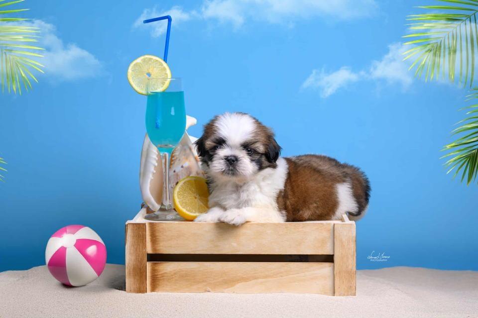 SHIH-TZU-štenci