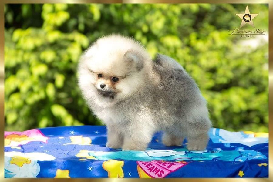 Pomeranski-spic