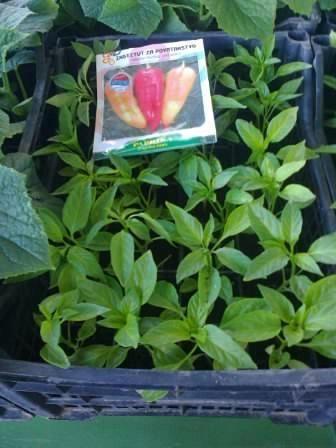 Kameleon paprika rasad