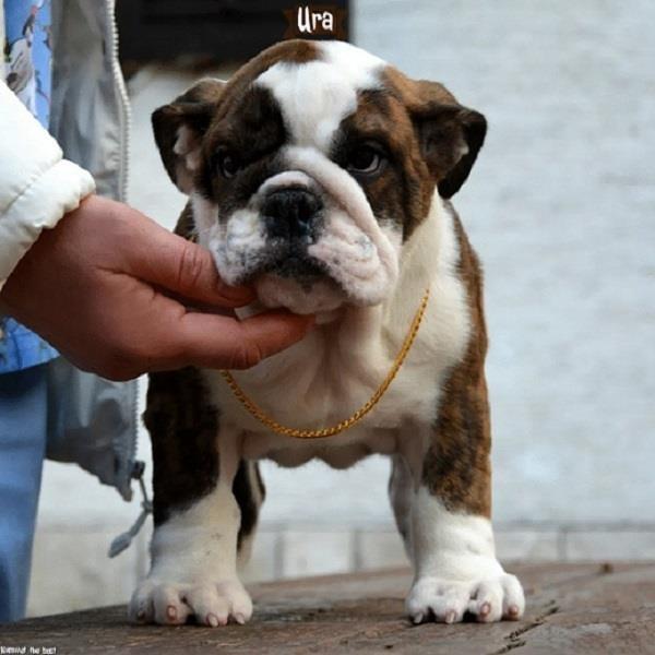 Engleski-Buldog-