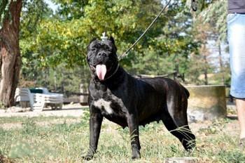 Cane-corso-štenci