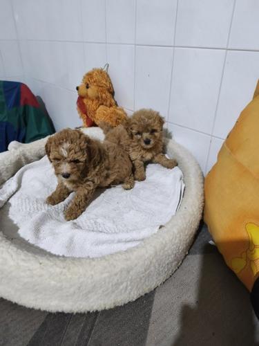Maltipoo štenci