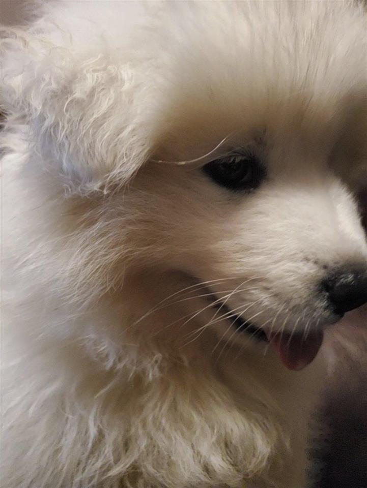 Sibirski-samojed